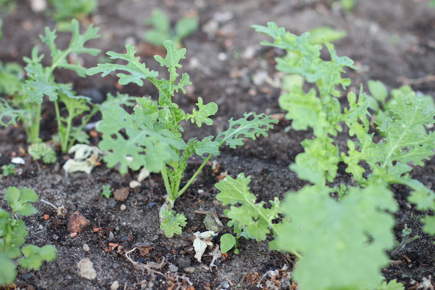 Saatgutbox "Green'n'Spicy" (6-Monats-Abo)