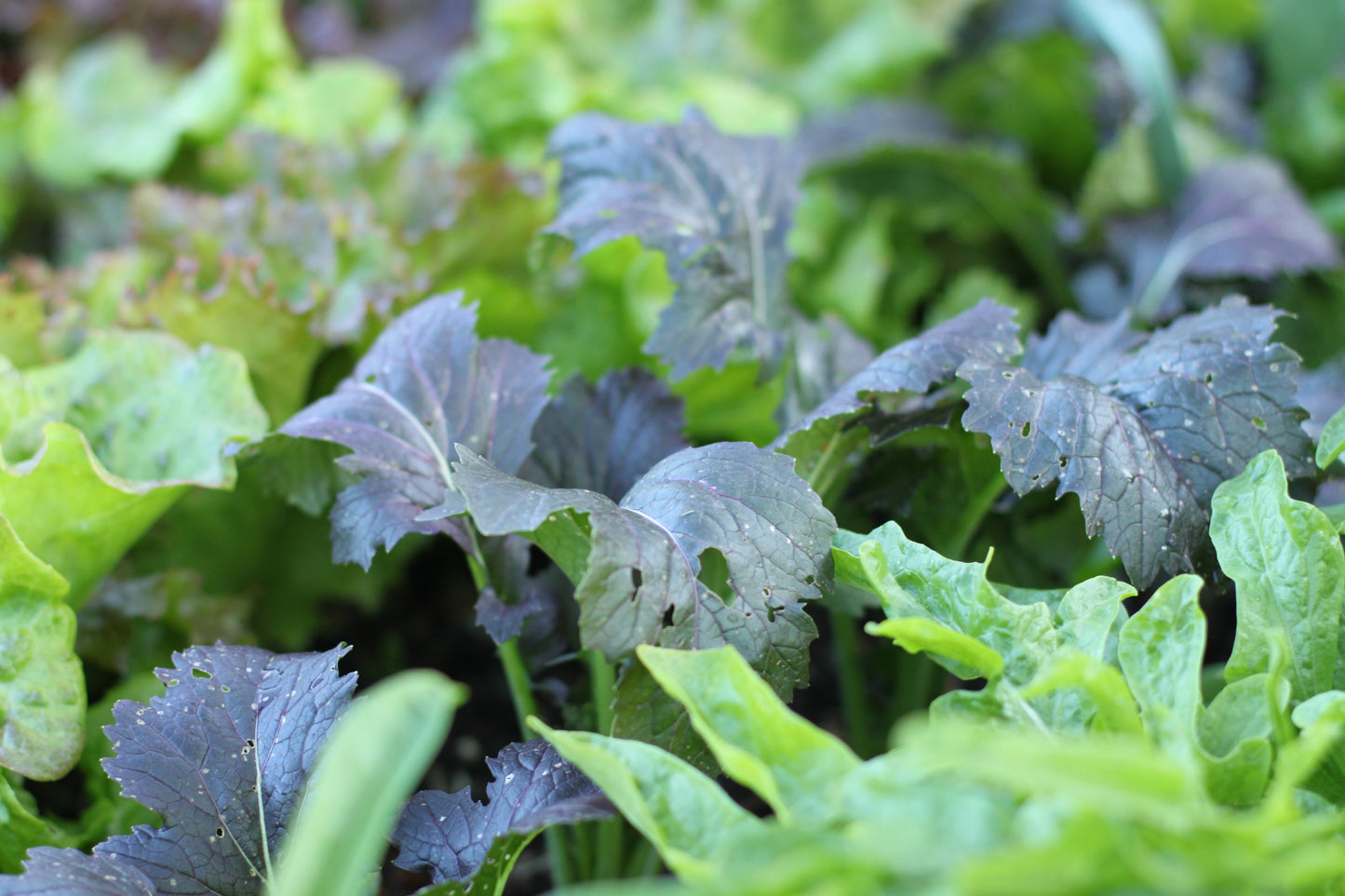 Saatgutbox "Green'n'Spicy"