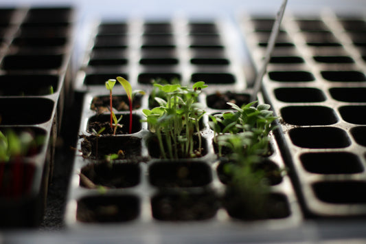 Growbox Evolution: Mein Weg zur erfolgreichen Jungpflanzenanzucht 🌱🙂