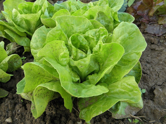 Süßer Kopfsalat mit Erdbeer-Sauce (vegan)